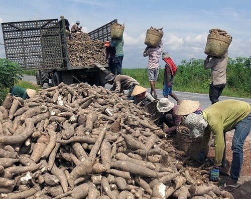 Cassava exports to Japan increase by more than 3,300