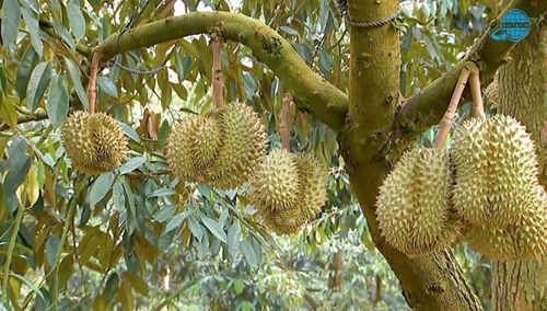 China approves additional 47 codes for Vietnam s durian growing areas