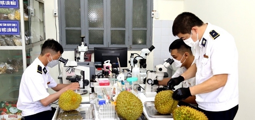 Nearly 60,000 tons of durian exported through Huu Nghi International Border Gate