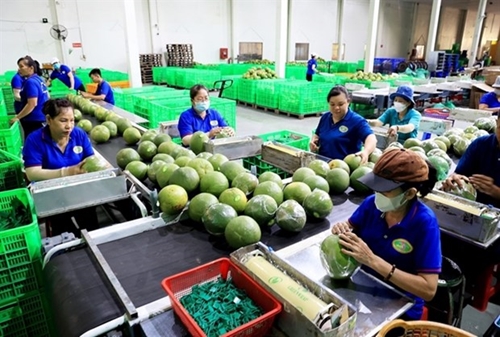 Ben Tre develops value chains for agricultural products