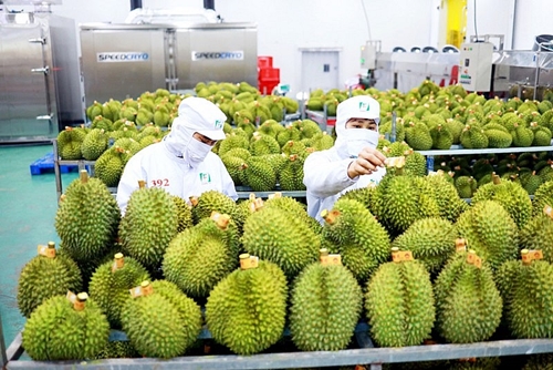 Durian products contribute to fruits and vegetables export turnover in first half almost equaling 2022