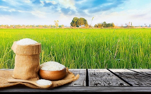 Vietnam’s rice export prices set new records after India’s rice export ban