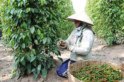 Pepper exports to China increase by 8 times