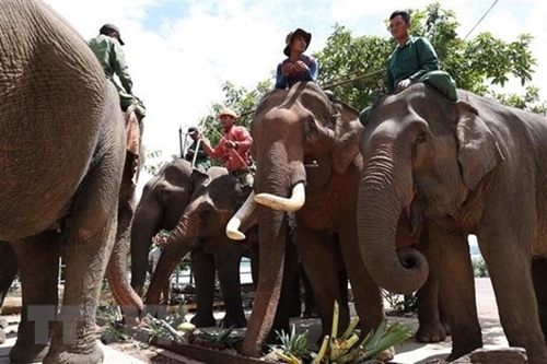 Dak Lak Domestic elephants enjoy buffet on World Elephant Day