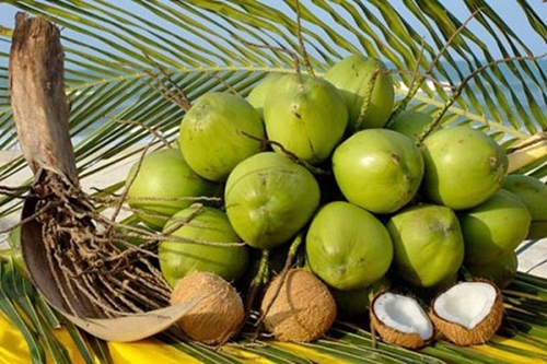 Coconut exports expected to achieve the USD 1 billion target by 2025