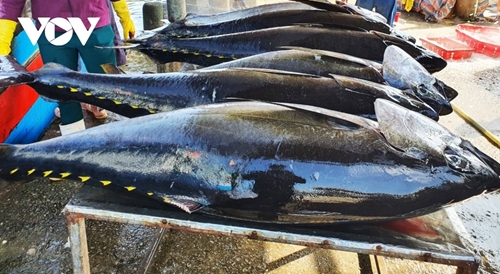 Vietnamese tuna exports to RoK post 2 5- fold increase