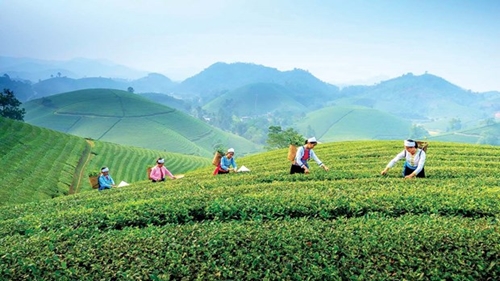 Developing community-based and agricultural tourism connected with tea culture in Thai Nguyen
