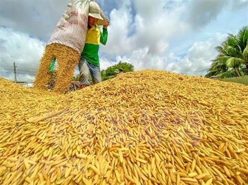 Vietnam exports record rice volume in 8 months