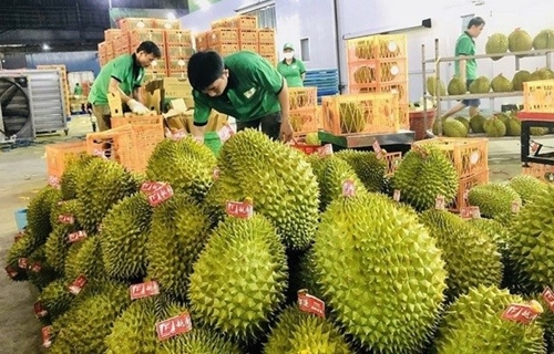 Veggie, fruit exports to China enjoy double-digit growth