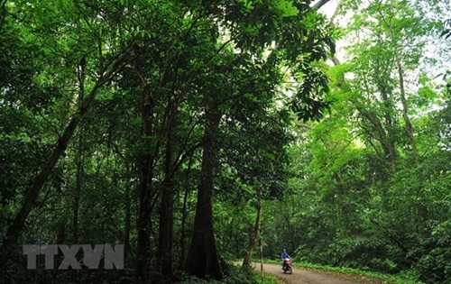 Forest eco-tourism should be expanded experts