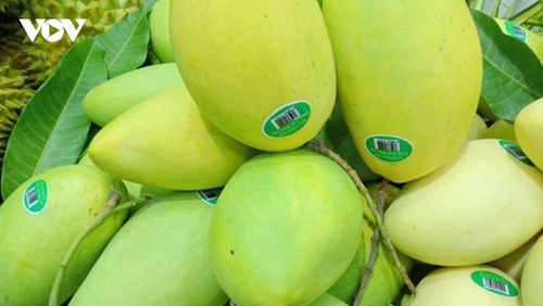 Vietnam among largest suppliers of mango to RoK