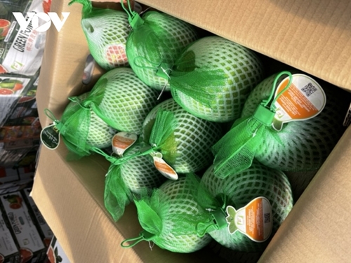 Vietnamese grapefruit exports rise sharply