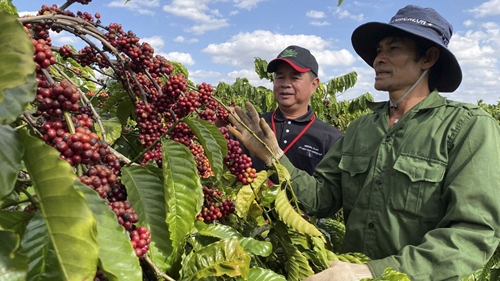 Algeria among Vietnam’s 10 consumers of raw coffee globally