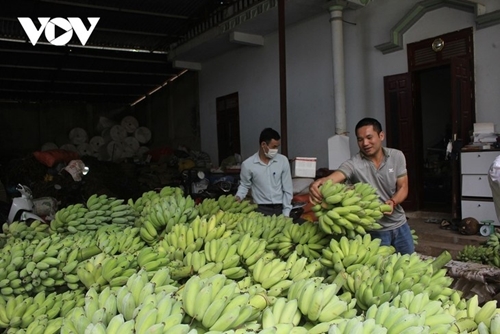 China imports over 1 4 million tons of bananas from Vietnam