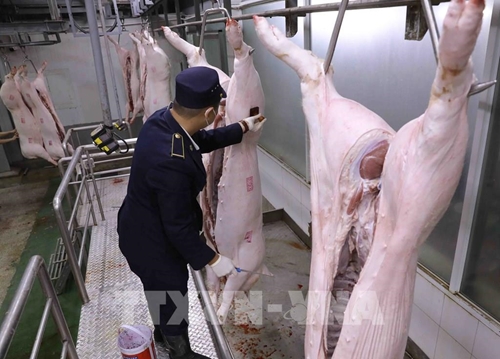 Country targets export value of livestock products of 1-1 5 billion USD by 2025