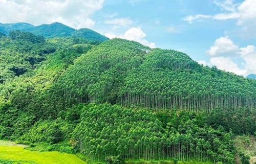 Vietnam earns 51 5 million USD from first forest carbon credit sale