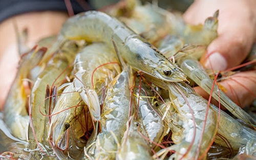 Shrimp exports to Australia doubled in five years after joining CPTPP