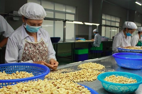 Cashew exports earn 3 64 billion USD in 2023