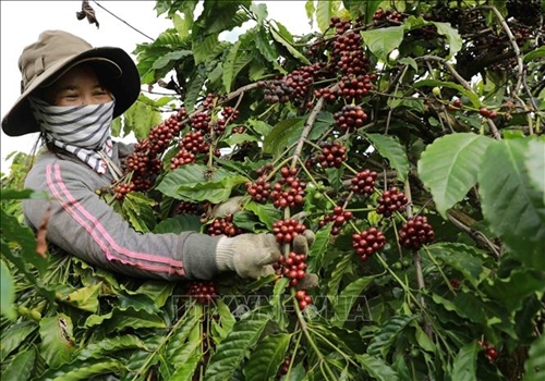 Coffee export prices reach highest level in 16 years
