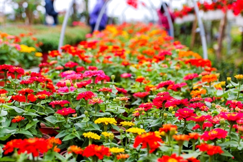 Hue Phu Mau flower village bright with spring colors close to Tet