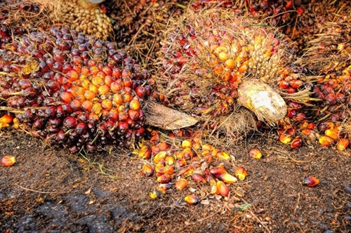 Malaysia s palm oil stocks hit six-month low