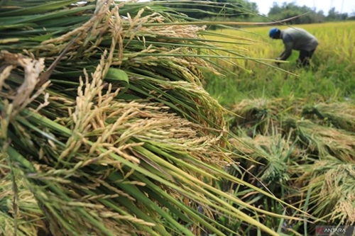 Indonesia implements measures to stablise rice supply, rice prices