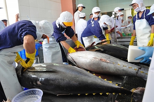 Exports of fresh, frozen and dried tuna to EU enjoy 317-fold rise