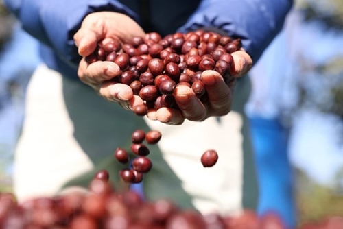 Coffee prices in Central Highlands at record high