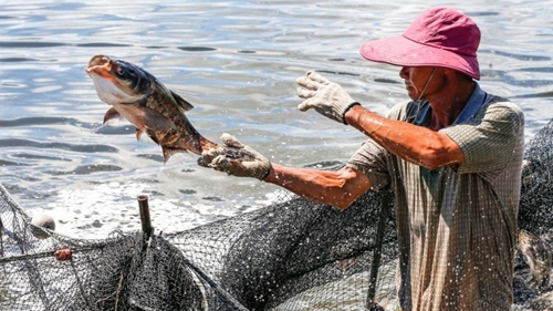 China biggest buyer of Vietnamese pangasius in first two months