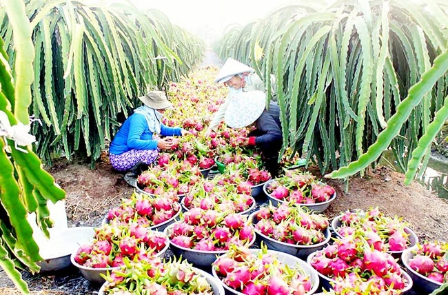 Japan supports Dong Thap to develop organic agriculture