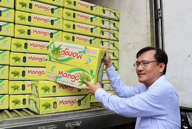 An Giang exports first 18 tons of acacia mangoes to RoK