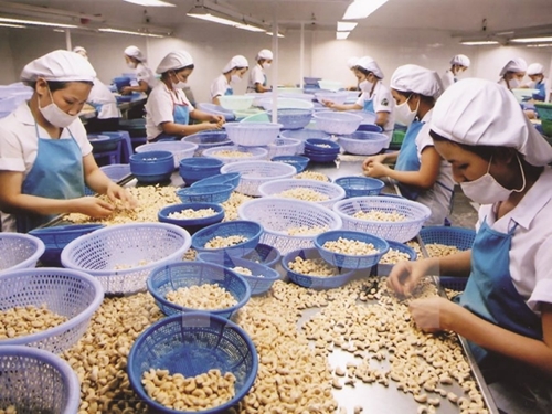 Cashew exports report US 782 million turnover in first quarter