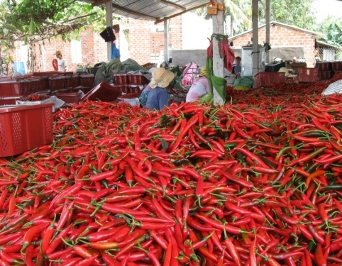 Vietnam mainly exports chili to China