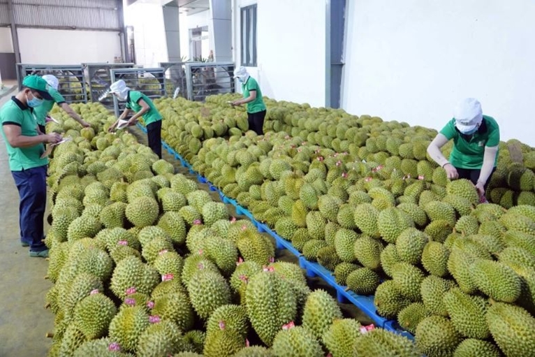 Fruit and vegetable exports to RoK, Thailand rise suddenly