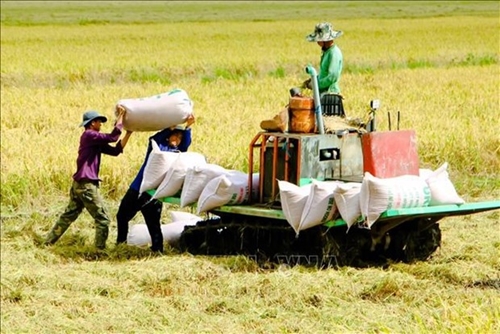 Vietnam’s rice continues to increase