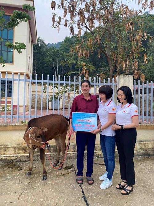 VWFE presents breeding cows to 12 poor households in Dien Bien province