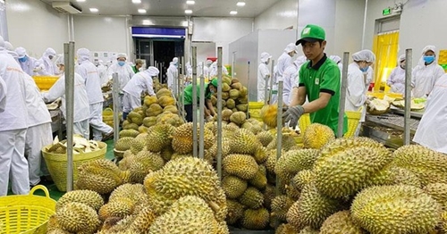 Durian exports gross US 253 million in first quarter
