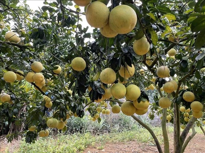 Import of Vietnamese pomelo likely permitted in Australia