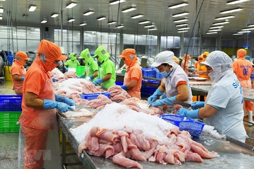 Pangasius export prices forecast to increase by 10 in second half
