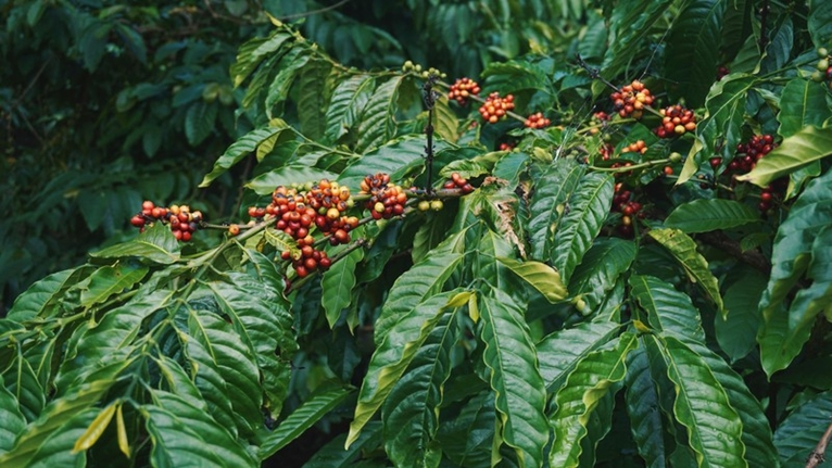 7 destinations incontournables au Vietnam pour les amateurs de café
