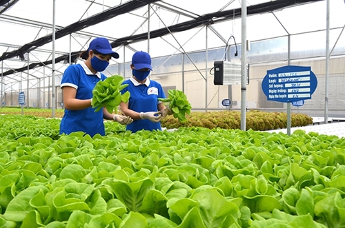 Ho Chi Minh-Ville et la R de Corée promeuvent la coopération dans l agriculture intelligente