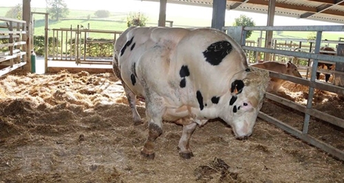 Hanoï et la Wallonie Belgique coopèrent dans le développent de la race bovine 3B