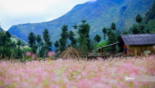 Tombé amoureux de la saison des fleurs de sarrasin de Ha Giang