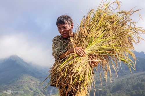 Saison du riz mûr dans le nord de Kon Tum