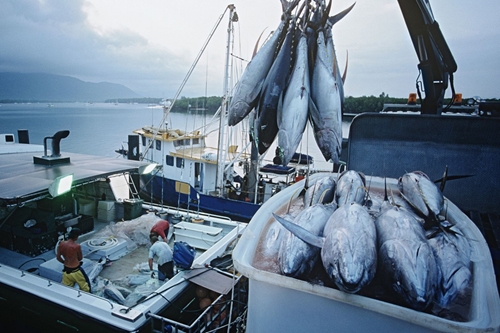 Les exportations de thons et céphalopodes établissent de nouveaux records