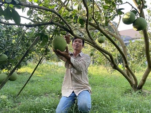 Le pomelo frais de quatre zones de Ba Ria-Vung Tau autorisé à être exporté vers les États-Unis