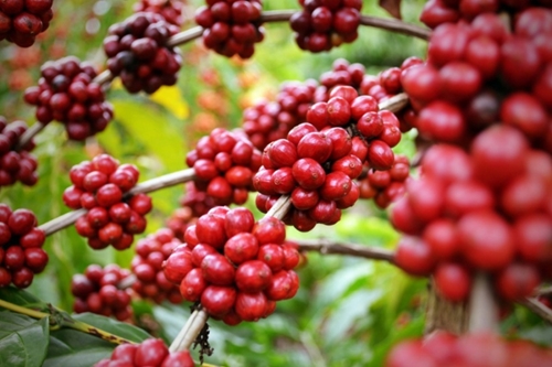 Le Vietnam, 3e fournisseur de café aux États-Unis