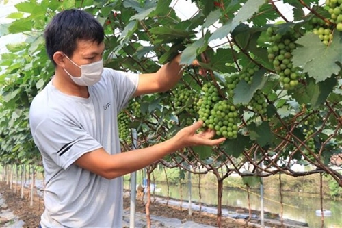Bac Ninh s’oriente vers une agriculture high-tech