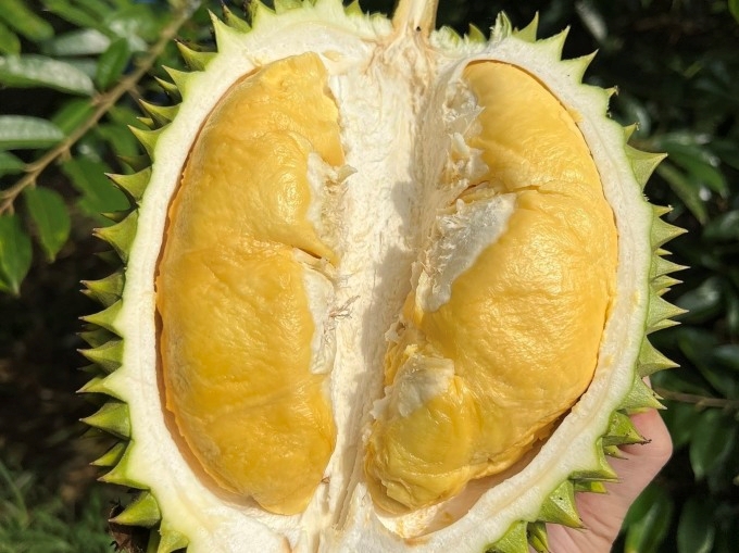 Les exportations nationales de durian dépassent les 2 milliards d’USD