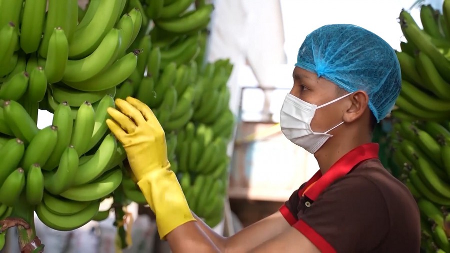 Le Vietnam, 2e fournisseur de bananes en Chine